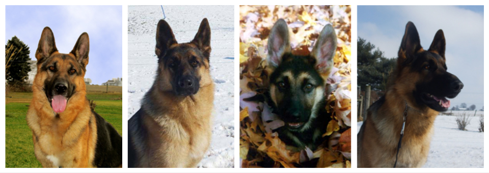 Four Arcturus German Shepherd Dogs